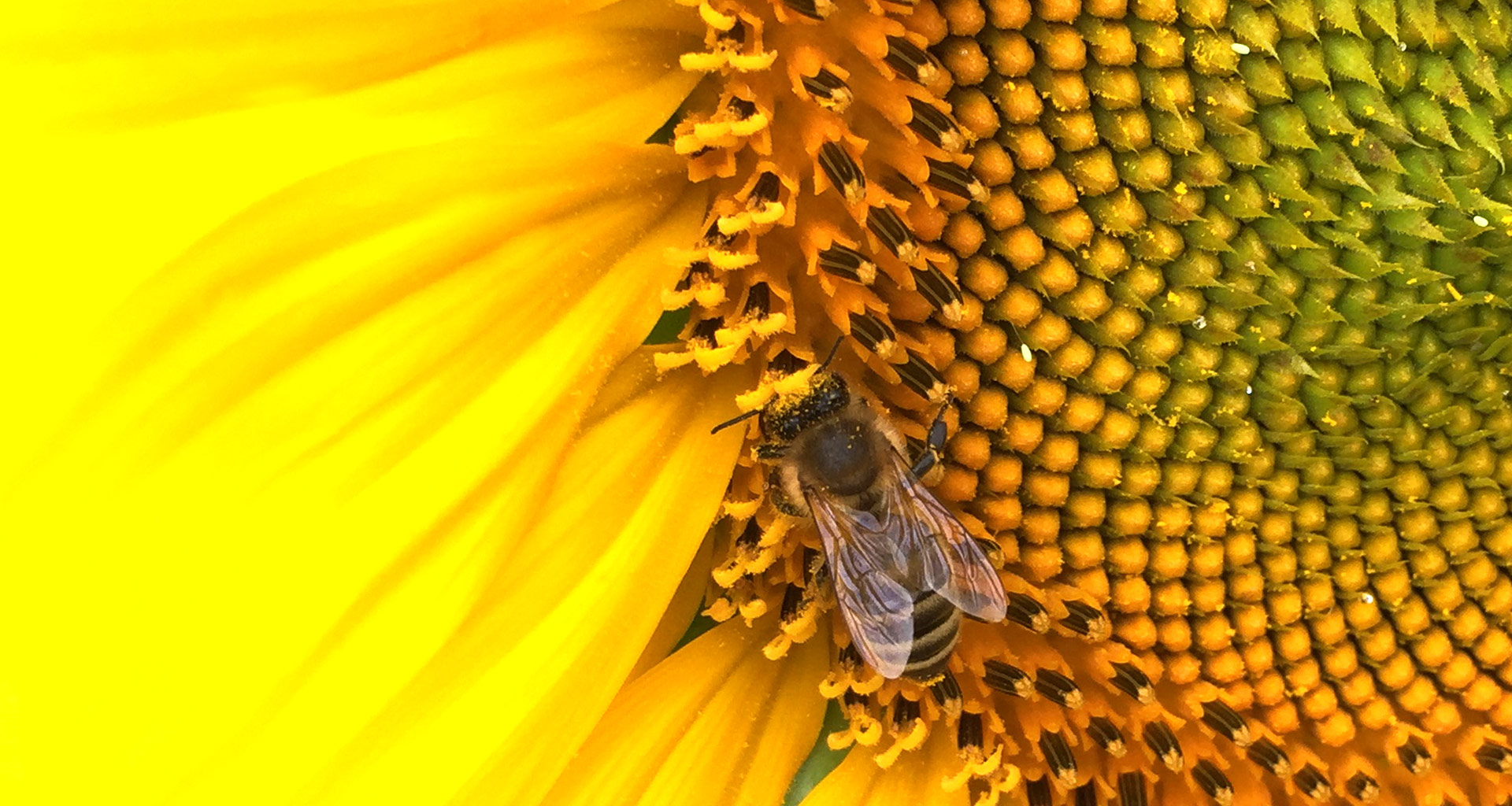 Eine Honigbiene sammelt Pollen auf einer Sonnenblume