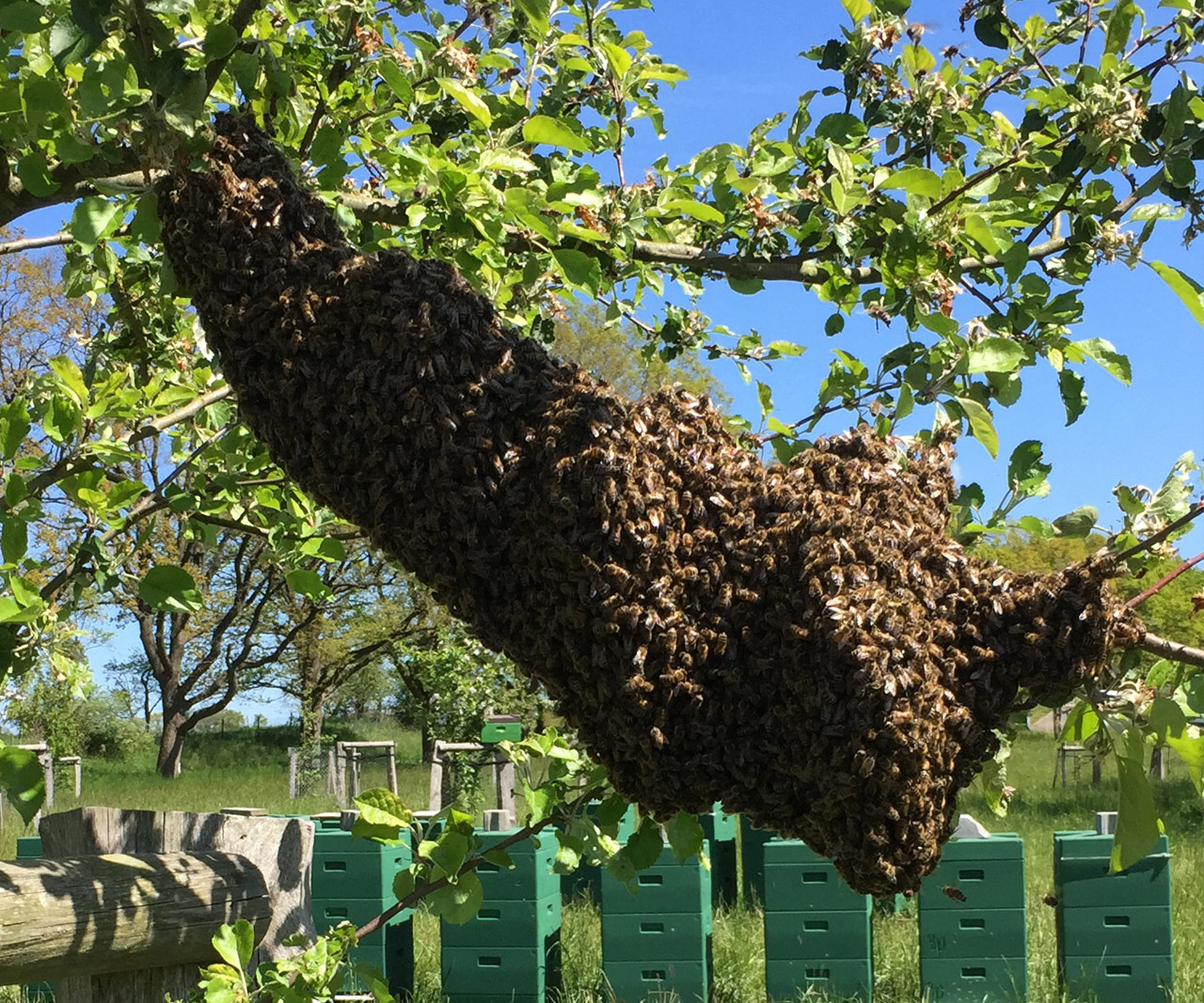 Das Bienenvolk bildet gemeinsam den Bien