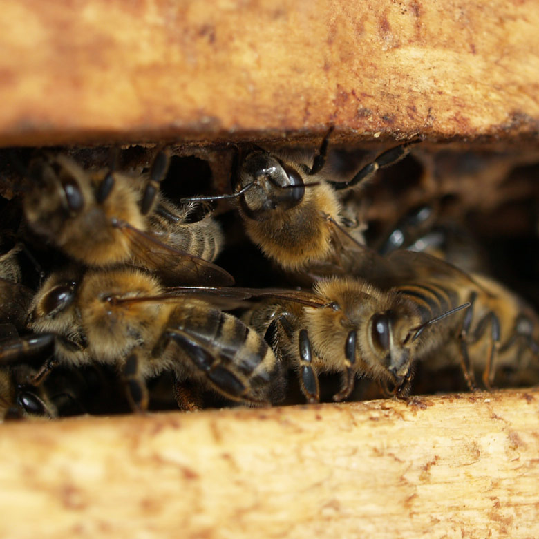 Honigbienen in ihrem Unterschlupf